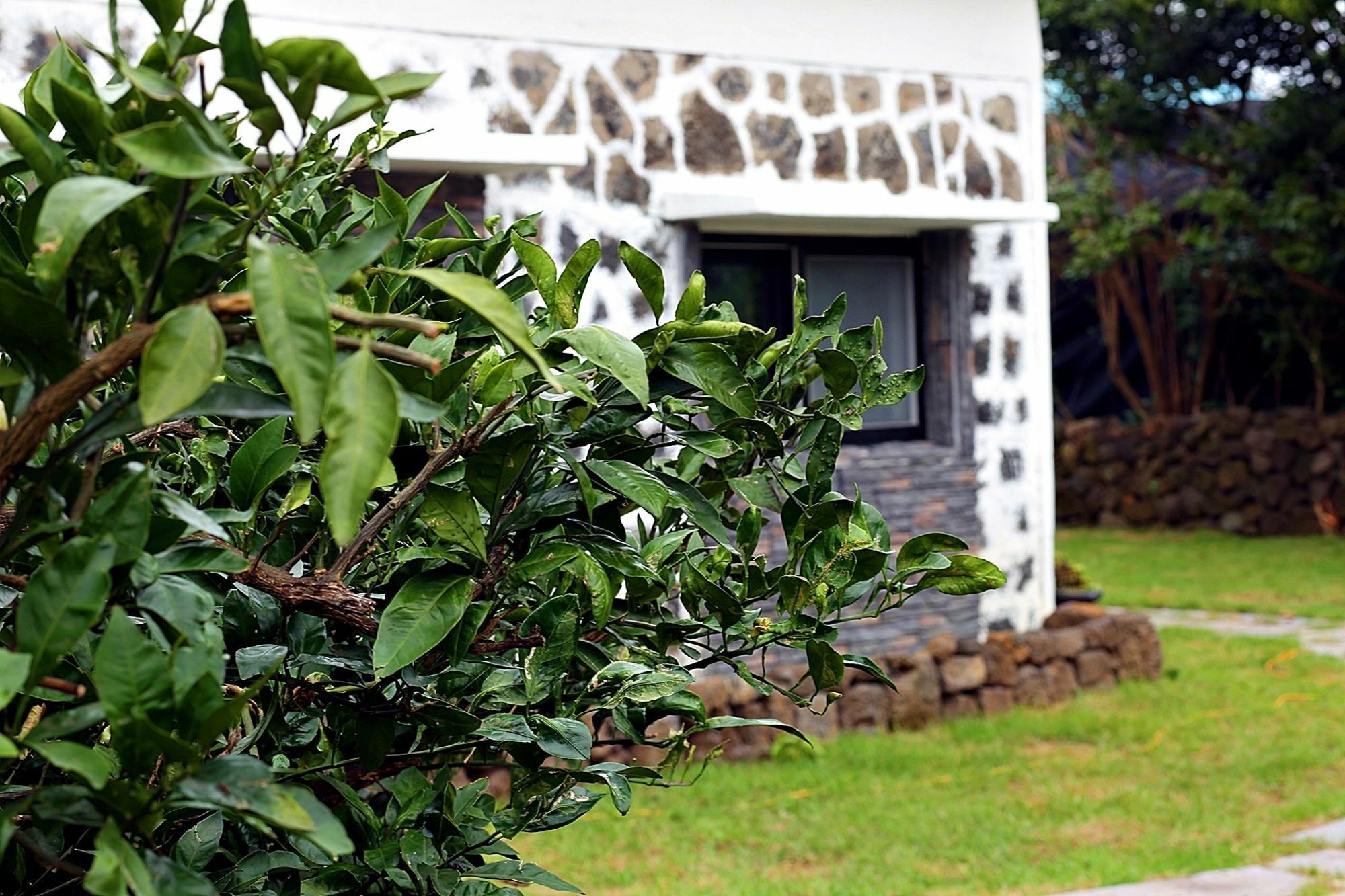 Ddobagi Pension Seogwipo Exterior foto